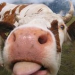 Bubble cow literary consultants