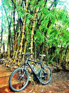 bike with bamboo