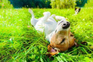 Dog Siesta At Park