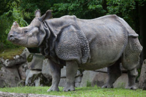 Indian rhinoceros (Rhinoceros unicornis). Wildlife animal.