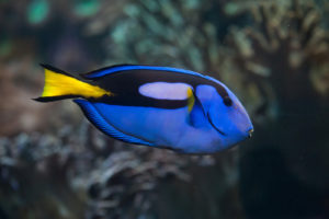 Blue surgeonfish (Paracanthurus hepatus), also known as the blue