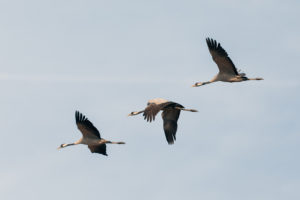 Flying Flock Of Common Cranes