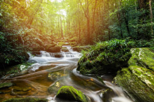 Mountain River Stream Waterfall Green Forest