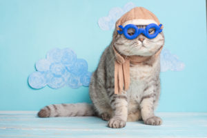 cat with goggles