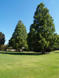 Large Evergreen Trees